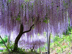 fuji_003_s2.jpg